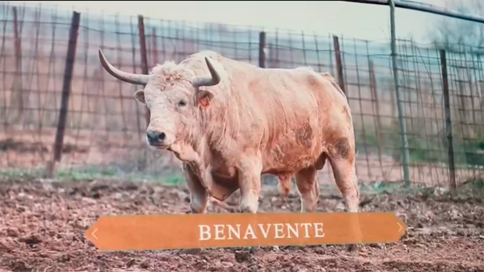 Peloncillo, el toro elegido para Benavente en el XXI Congreso Nacional de Toro con Cuerda