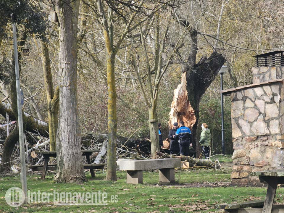Un árbol colapsa en la zona de los paseos de la Pradera de Benavente