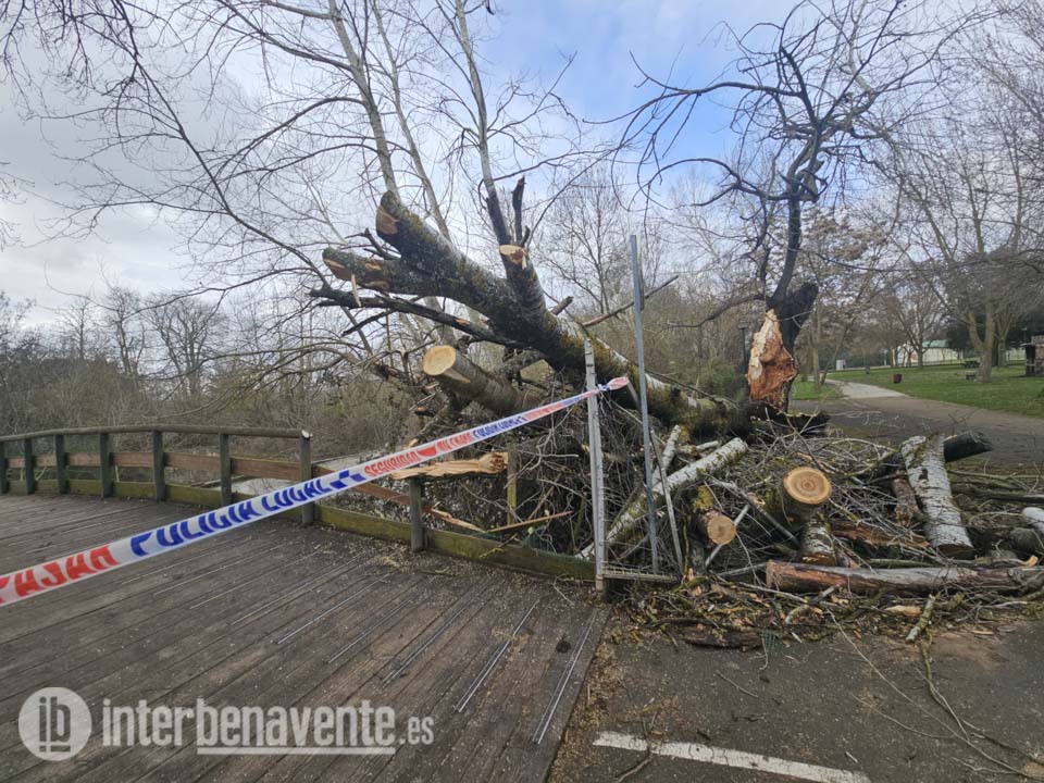 El temporal protagonista de varias intervenciones de la Policía Local durante el domingo en Benavente