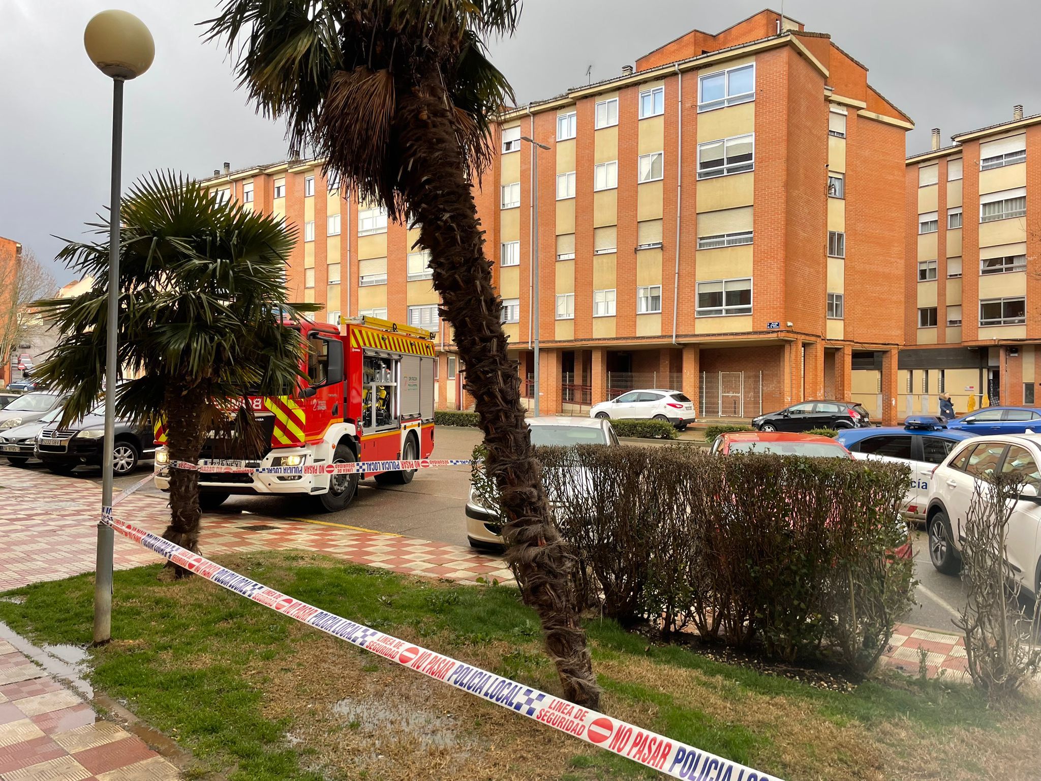 Establecido un perímetro de seguridad ante el riesgo de caída de una palmera debido al viento en Benavente