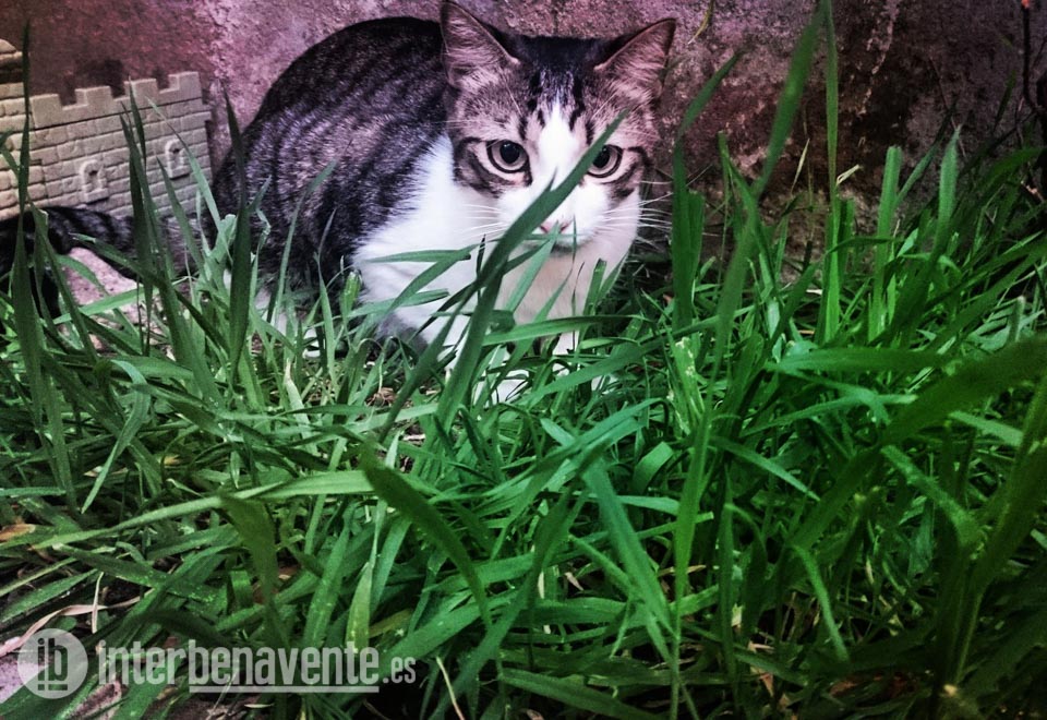 La Diputación de Zamora contratará el servicio de apoyo a la gestión de colonias felinas en municipios de menos de 5.000 habitantes