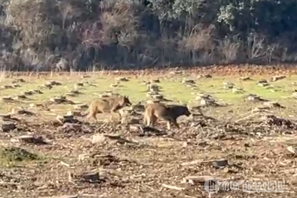 ¡Que viene el lobo!, avistamientos en zonas cercanas a Benavente