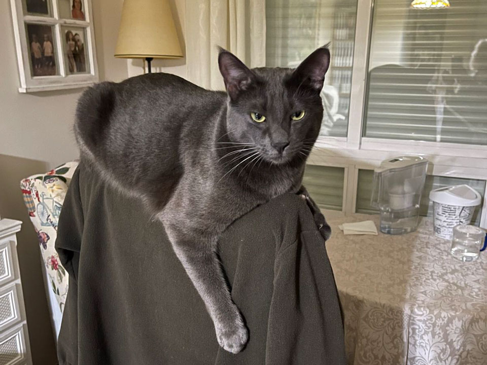 Se busca a León, un gato negro perdido en la zona de Las Malvinas–Buenos Aires