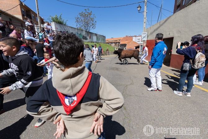 Gente de Toro no falta a su cita con las escuelas taurinas en las fiestas de la Veguilla