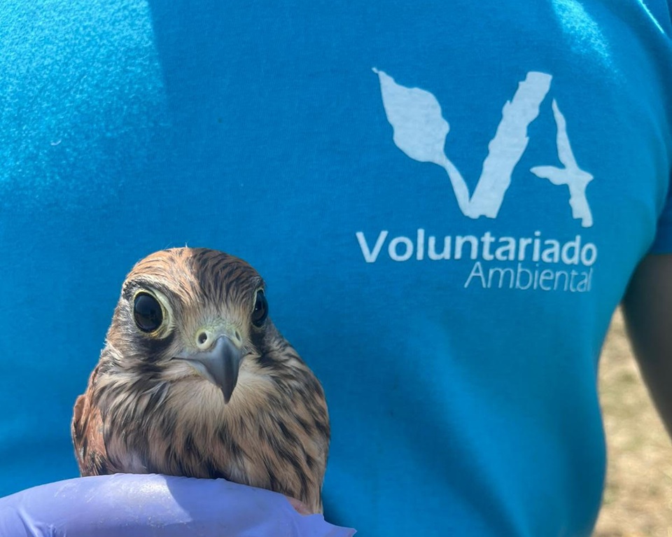 Abierta la convocatoria del programa de voluntariado ambiental en los centros de recuperación de animales silvestres