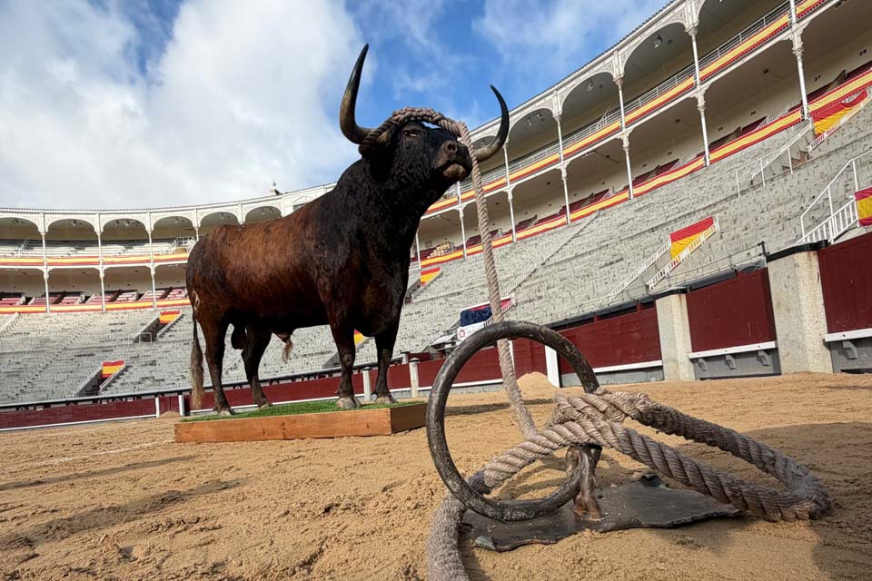 El Toro Enmaromado de Benavente debuta en Las Ventas