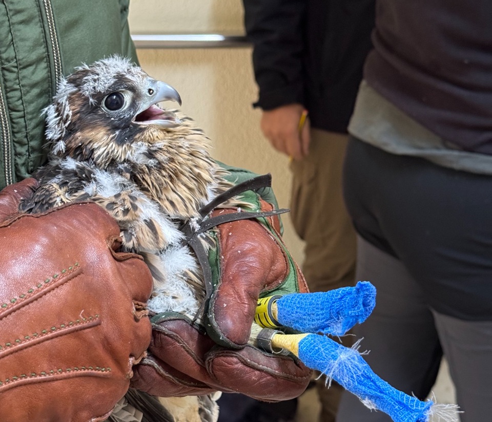 La Junta realiza el marcaje de los pollos de halcón peregrino de Zamora