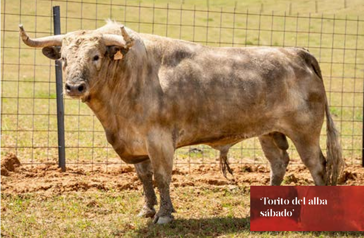 &lsquo;Cardilisto&rsquo;, el &lsquo;Torito del Alba&rsquo; de la tarde del s&aacute;bado en la Semana Grande de Benavente