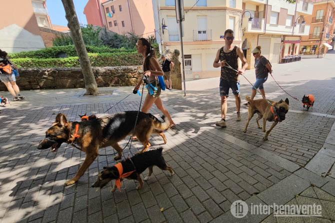 El Paseo Solidario contra el abandono animal llega a Benavente el 28 de junio en su d&eacute;cimo segunda edici&oacute;n