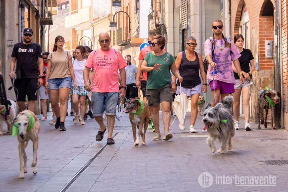 La solidaridad animal toma la calle en el en el XII Paseo contra el Abandono de Benavente