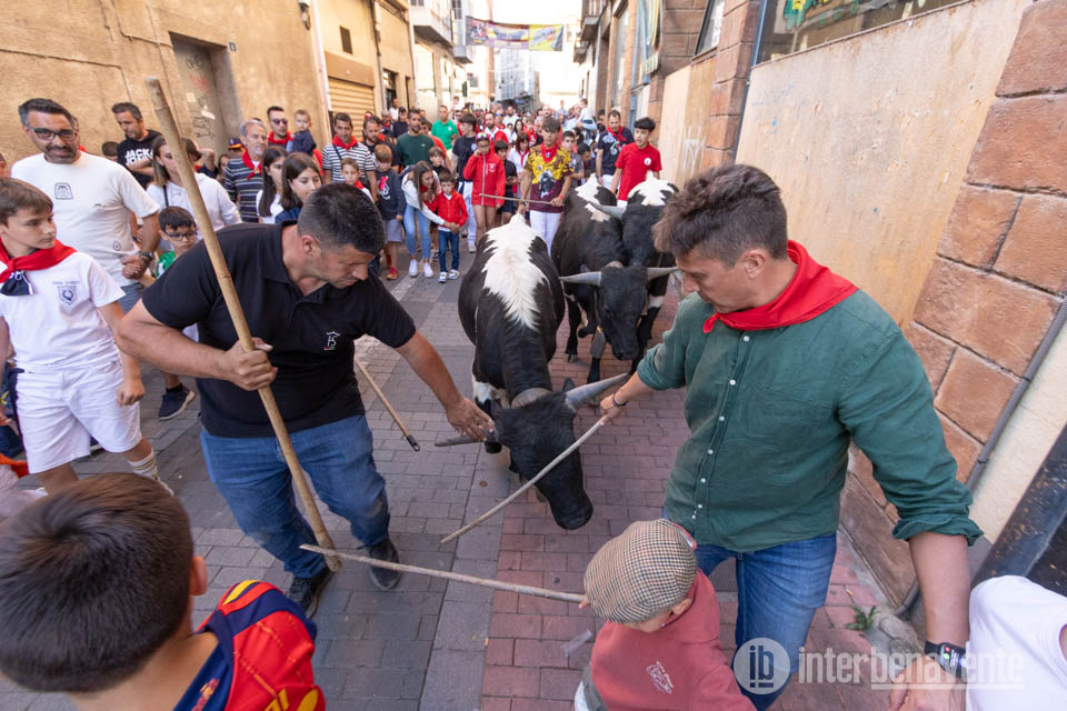 IU Benavente solicita acceso a las guías de origen y sanidad de los chiquibueyes y de los enmaromados