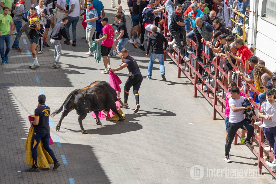 Toro Enmaromado 2026: V&iacute;deo y fotos del Toro del Corpus y Toros de los Condes Duques