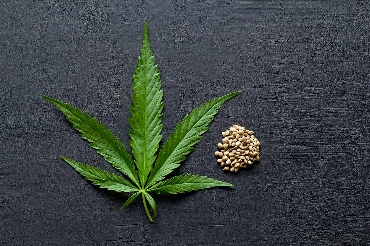 Semillas autoflorecientes a granel: qué son, ventajas y cómo cultivarlas legalmente