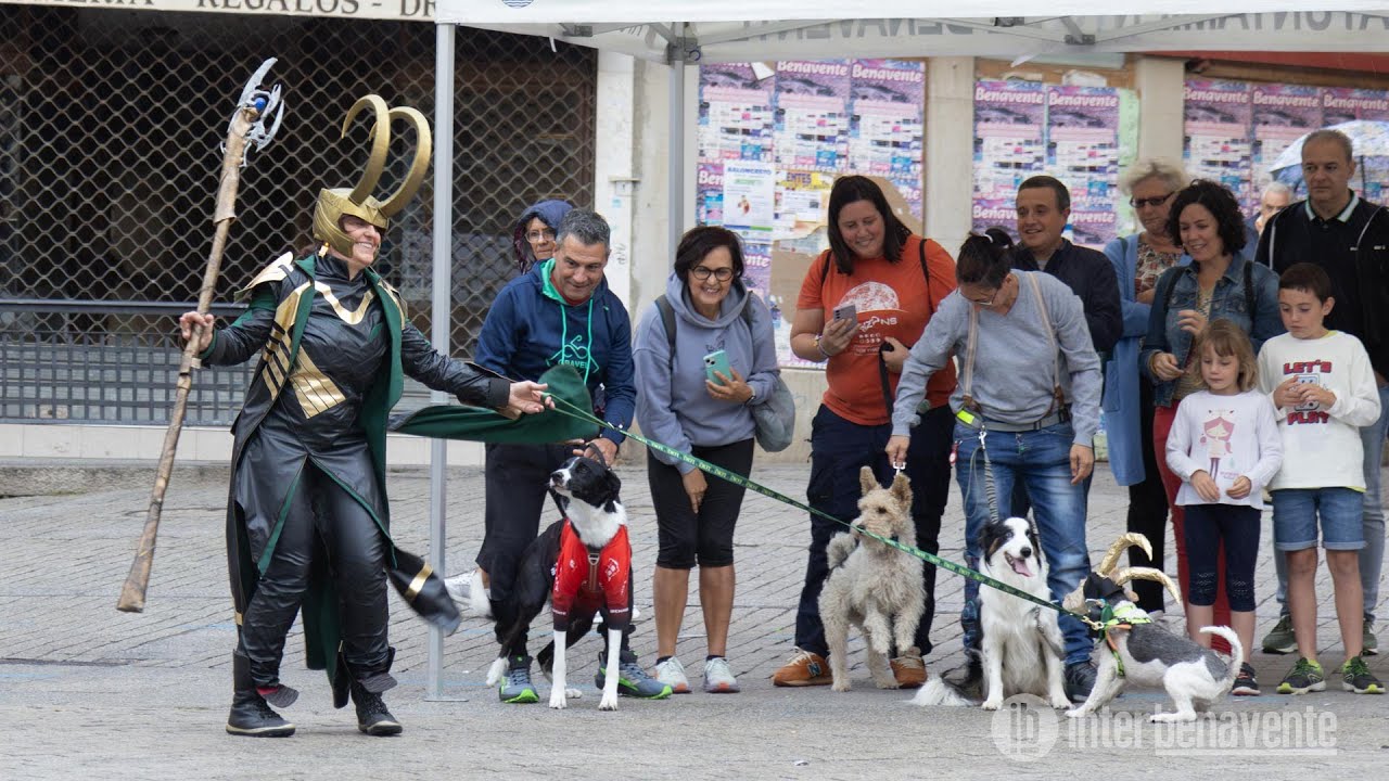 Simpat&iacute;a, habilidades y disfraces: tu mascota tiene una cita en la Plaza Mayor de Benavente