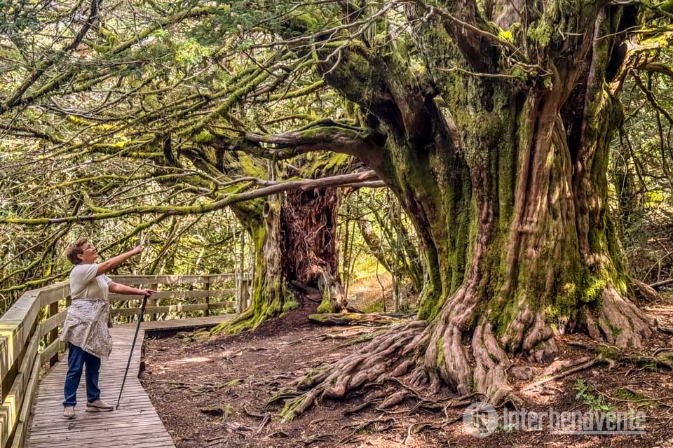 El Tejedelo de Requejo: el bosque donde Sanabria guarda la memoria de mil a&ntilde;os