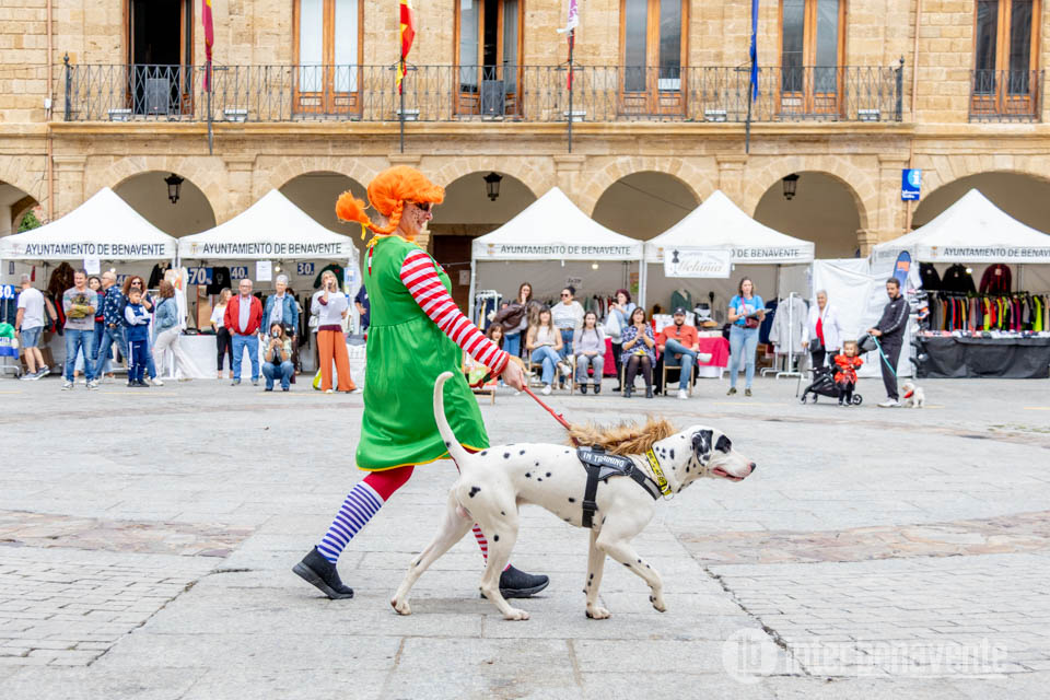 Mascotas con talento y simpatía en la Plaza Mayor de Benavente por una causa solidaria