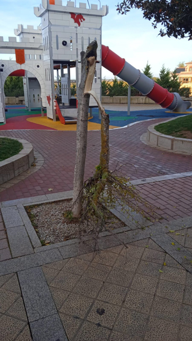 Fotos concejalía de Fiestas