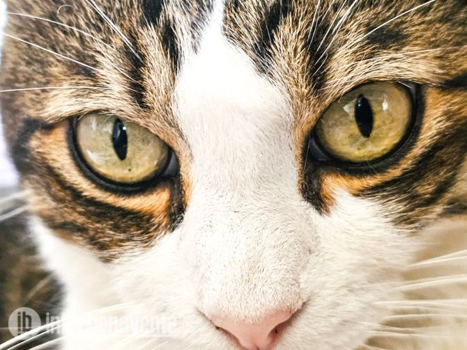 El Ayuntamiento de Benavente recupera la subvención para gestionar las colonias felinas