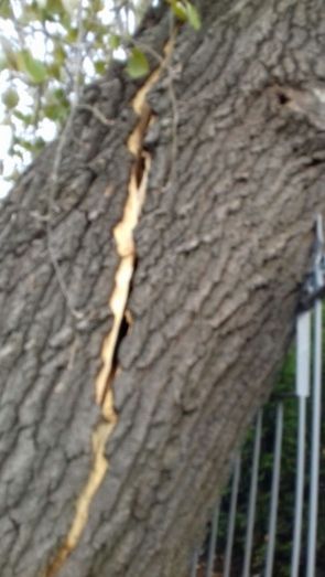 Foto Ayuntamiento de Benavente