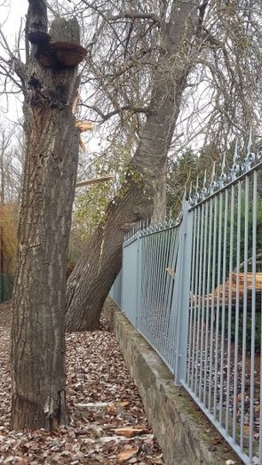 Foto Ayuntamiento de Benavente